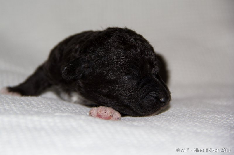 2014-02-09 Welpen Svet & Ruby-1543.jpg - Day 7